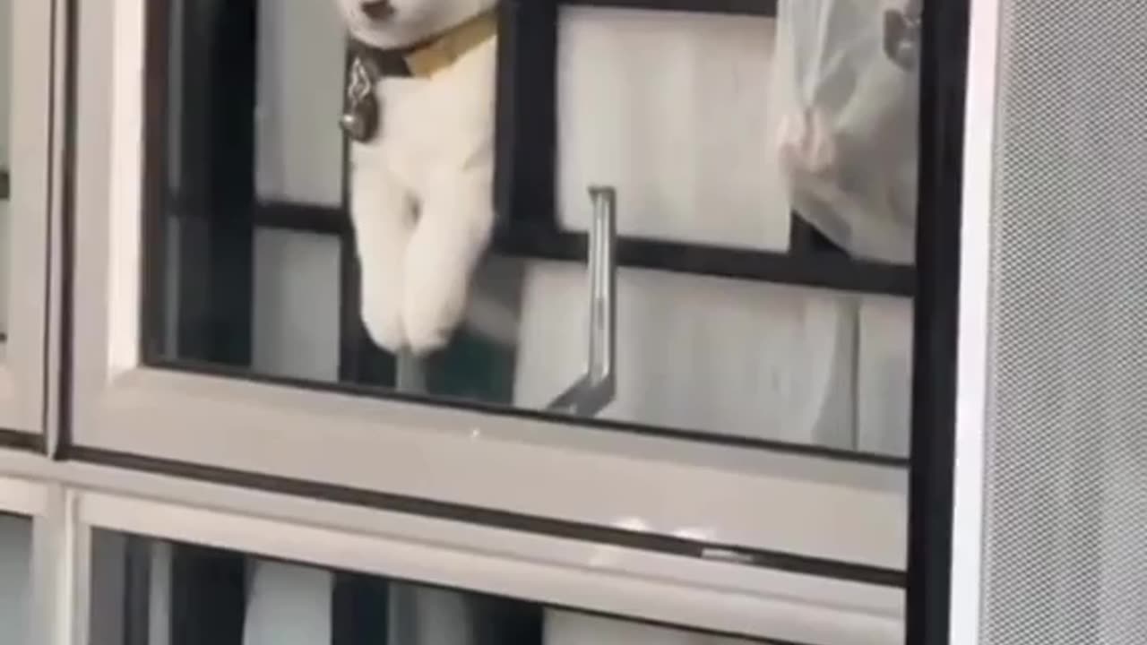 😹 Meowdolf Kittler - The Feline Leader | Funny Trend Machine