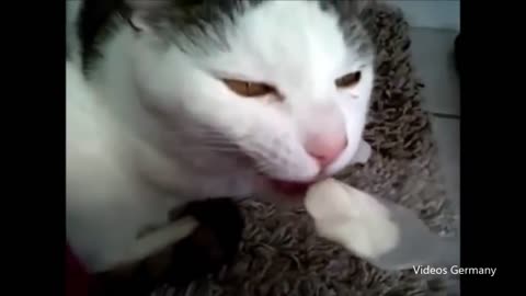 Cats gets brain freeze Compilation