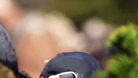 Inca Tern