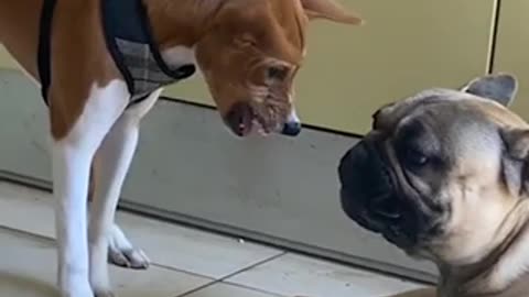 Funny video with animals