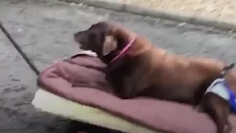 Senior Dog’s Whole Family Helps Cart Her Around - REMY | The Dodo