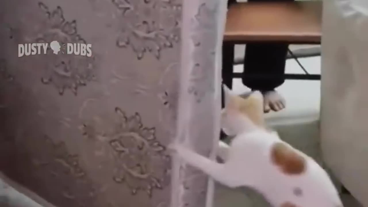 Funny Cats mashup