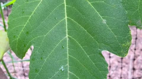 Fig leaves health benefits.