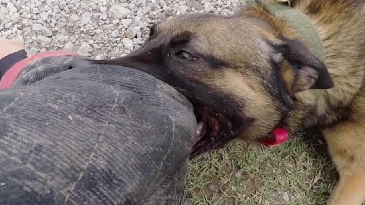 Training the world's thoughest police Dogs