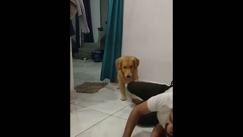 Funniest Cats And Dogs Part 4