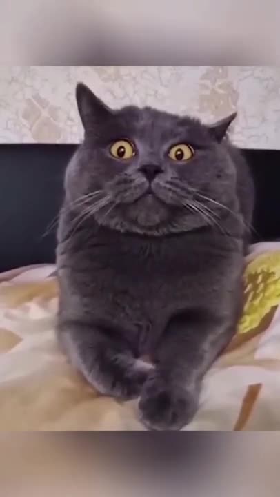 always laugh laugh laugh laugh