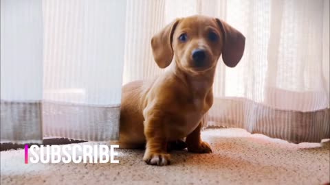 Smart Funny dogs video compilation |Smart and Intelligent Dogs in the World | 2023 |#1