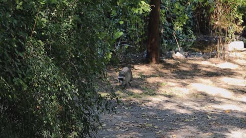 Raccoon. Funny Raccoons Compilation