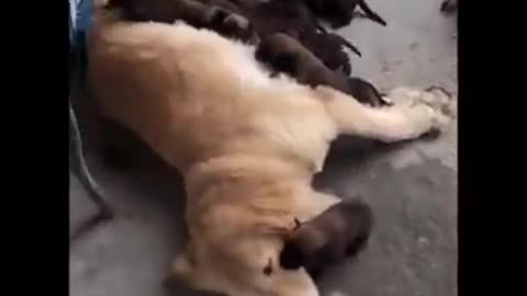 Funny animal videos 😂🤣