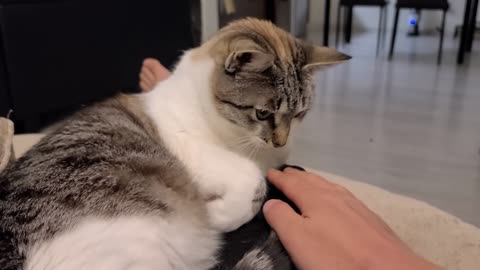 Cat logic is strong with this one