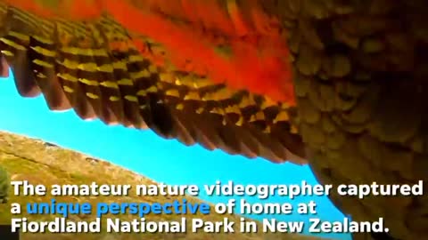 kea parrot steal gopro in new Zealand park