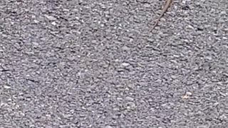 Snake crossing the road