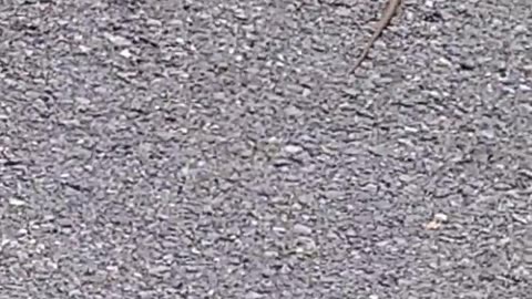 Snake crossing the road
