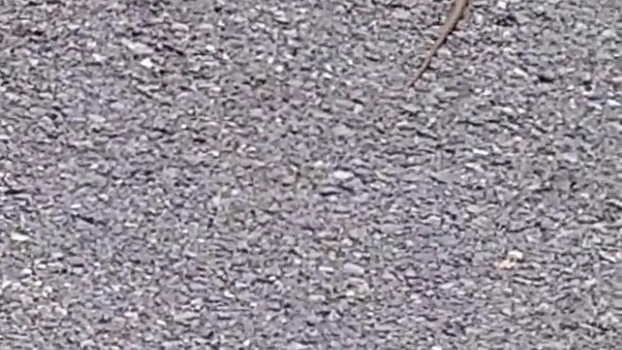 Snake crossing the road
