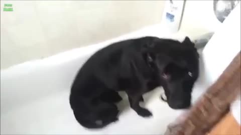Best of cute animals 2021 in 2minutes