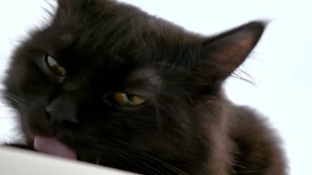Adorable big black maine coon cat licking his paw