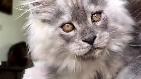 Huge cats
