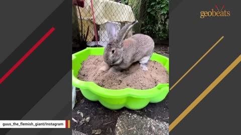 Woman accuses her bunny of acting like a dog