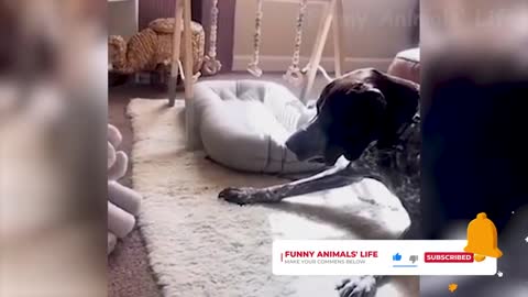 animal funny videos 2022