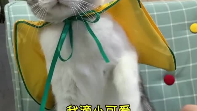 After cutting your nails and washing your ears, you can take your cat out to play