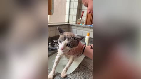 Cute and Funny Cat Videos to Keep You Smiling!