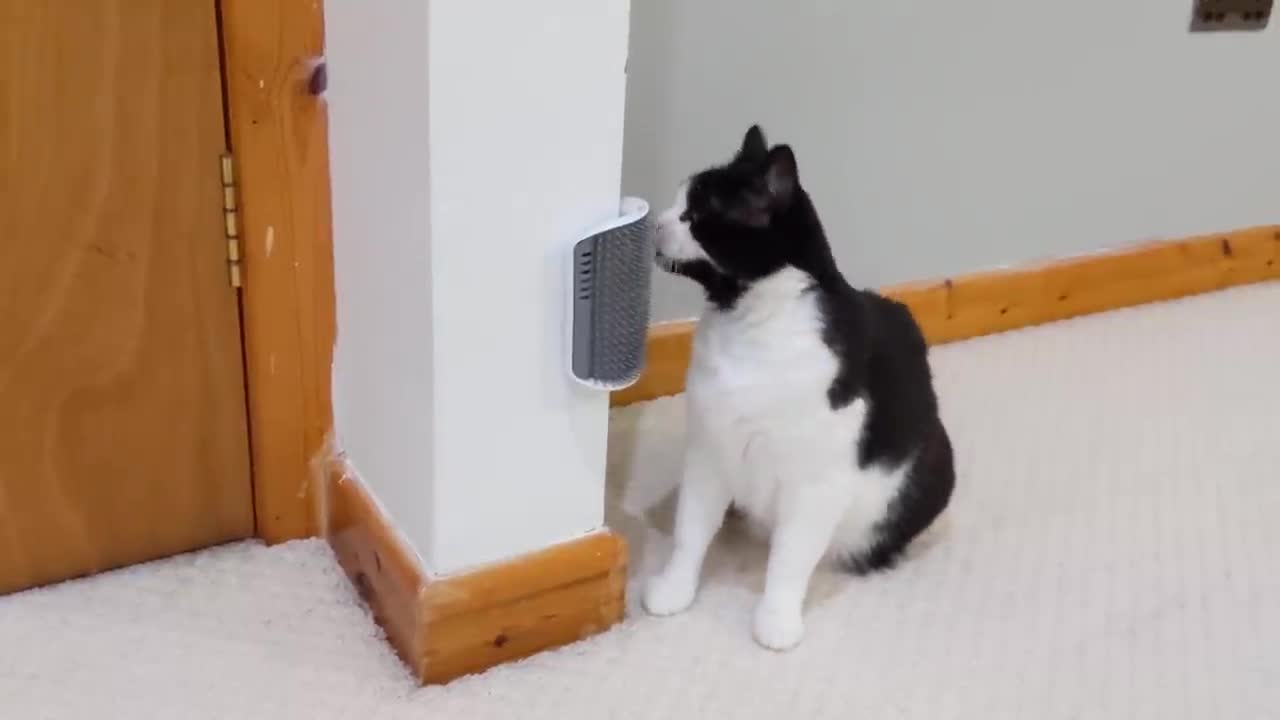 Cat Self Scratcher
