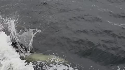 Dolphins run