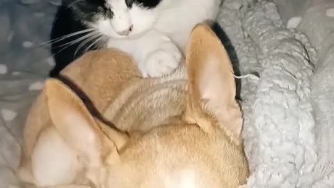 Curative Cats
