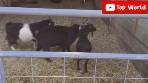 Goats Screaming Like Human