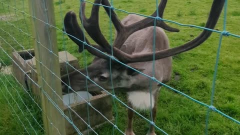 Feeding reindeer