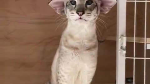 Funny Animal Videos Vol.5