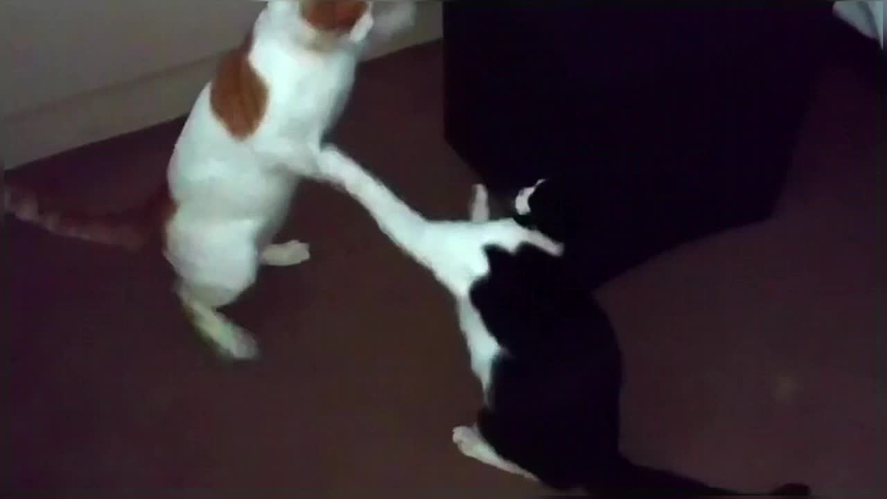 Crazy Cat Fight