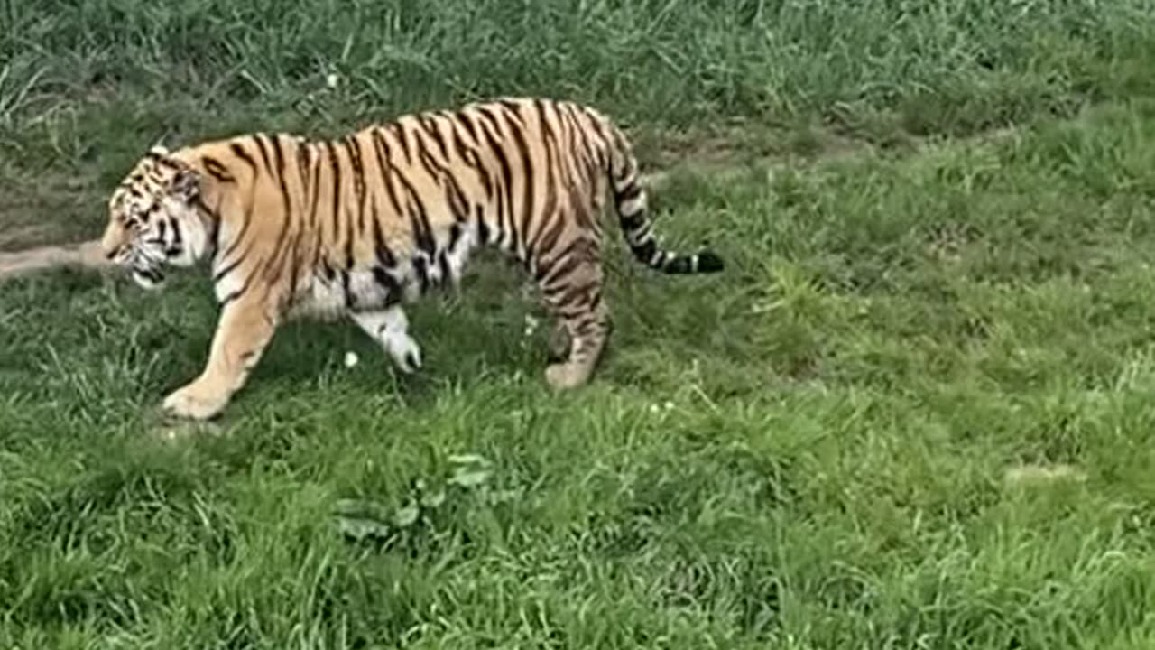 A wandering tiger