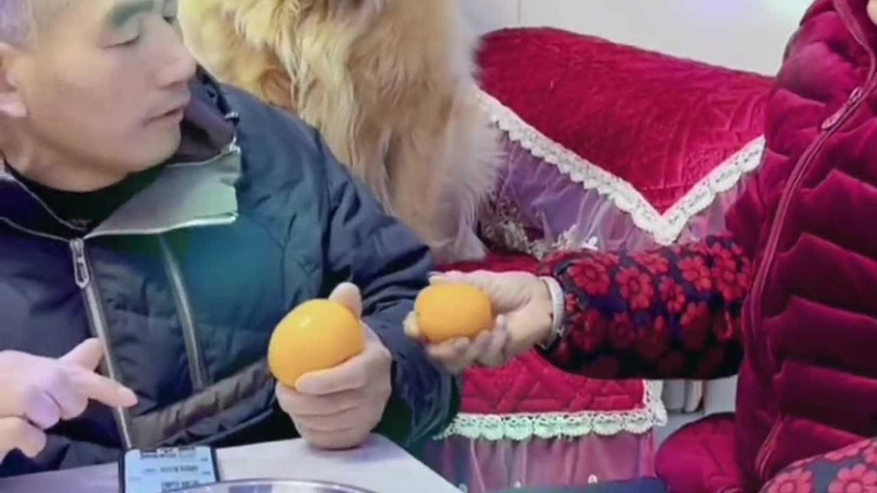 Funny Dog video