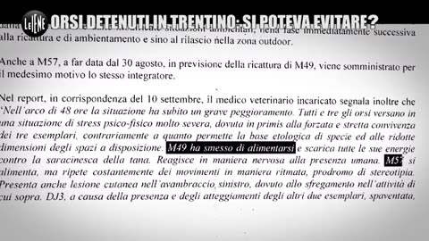Orsi nel Trentino al 41bis