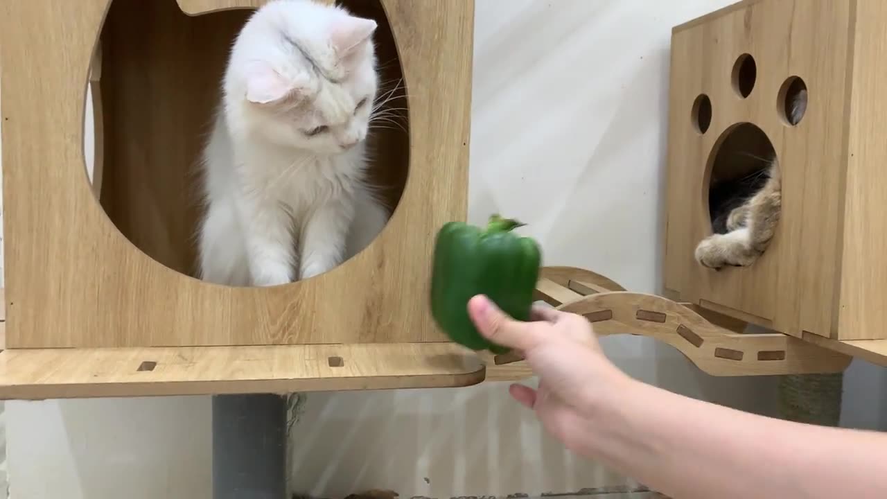 Cat vs bell peppers 🫑