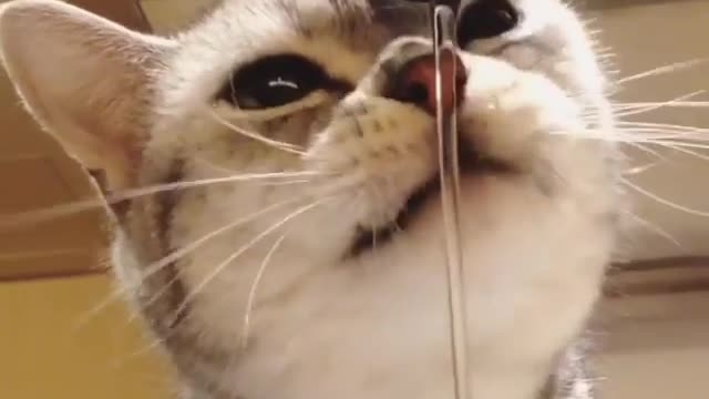 Love Pets