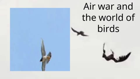 Air war and the world of birds