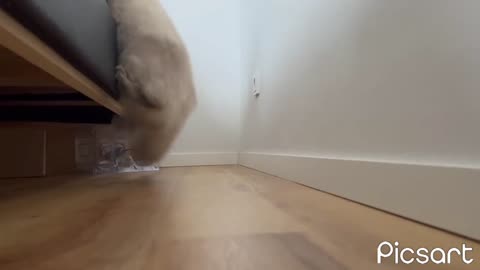 Funny cat