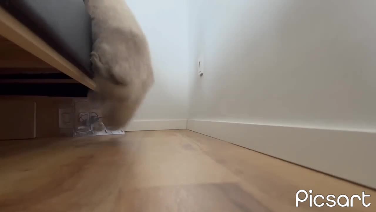 Funny cat