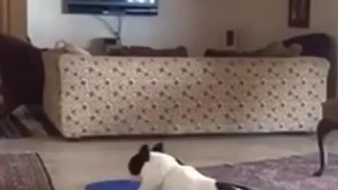 Dog funny video //