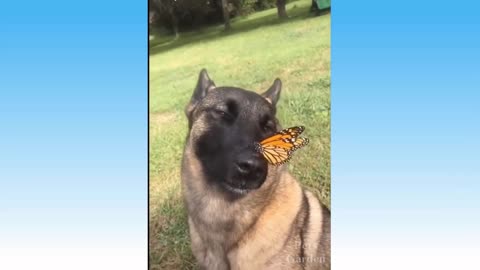 funny and cute animals