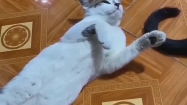 Funny cat