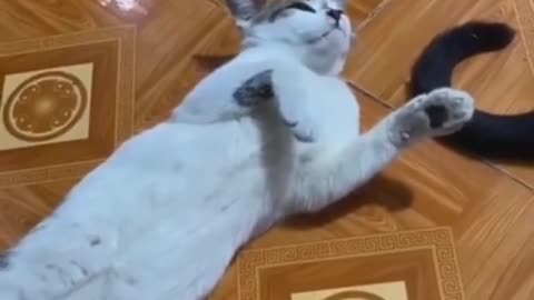 Funny cat