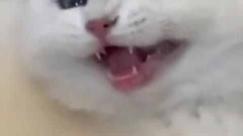 The cat is laughing again