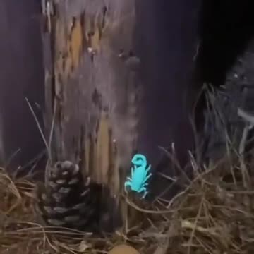 Scorpions glowing in UV light