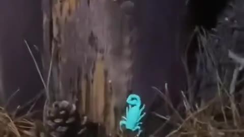 Scorpions glowing in UV light