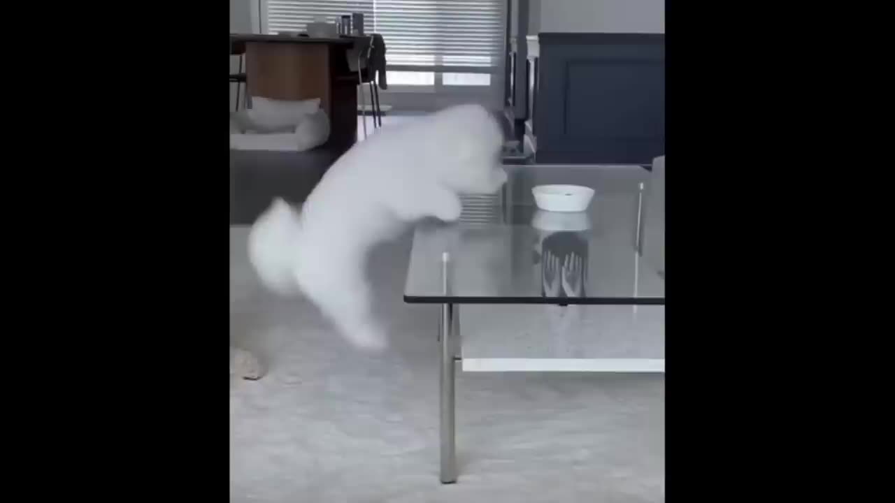 Aww Cute Baby Animals Videos Compilation | Funny and Cute Moment of the Animals
