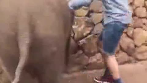 elephant kicks a dudes ass in mortal kombat.