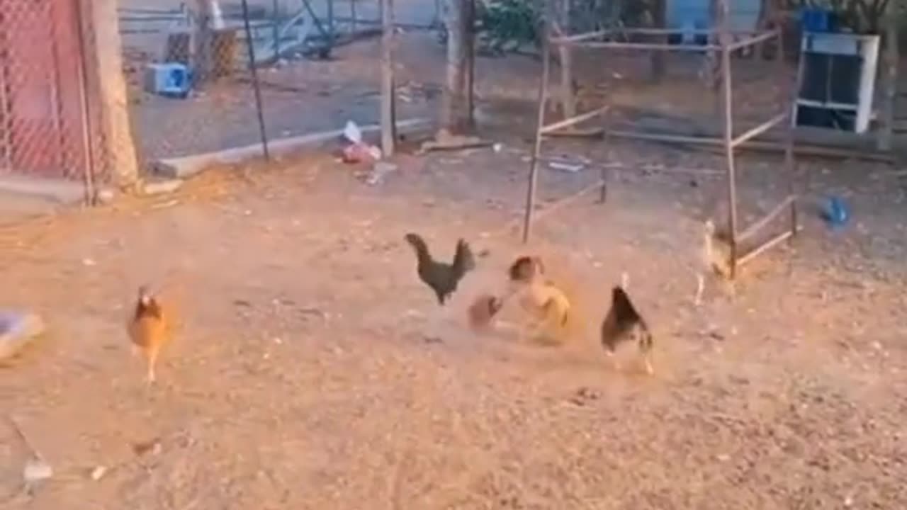 Cute viral cat video 2023